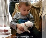 Small Photo #3 Dogo Argentino Puppy For Sale in JANE, MO, USA