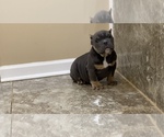 Puppy 3 American Bully