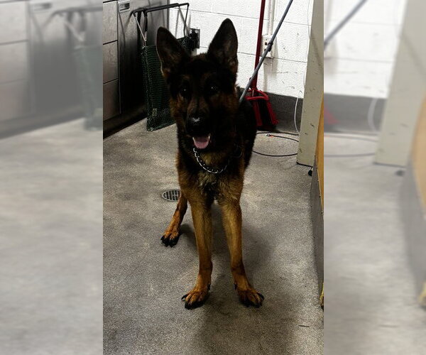 Medium Photo #1 German Shepherd Dog Puppy For Sale in Forestville, MD, USA