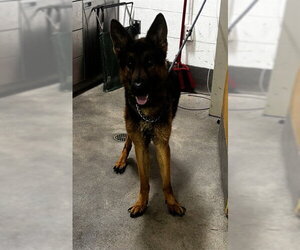German Shepherd Dog Dogs for adoption in Forestville, MD, USA