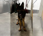 Small German Shepherd Dog