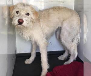Parson Russell Terrier-Unknown Mix Dogs for adoption in Orange, CA, USA