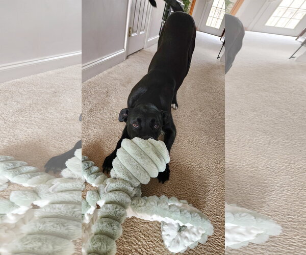 Medium Photo #10 American Pit Bull Terrier-Labrador Retriever Mix Puppy For Sale in Holly Springs, NC, USA