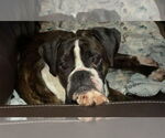 Small #3 Boxer
