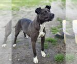 Small Photo #7 Boxer-Unknown Mix Puppy For Sale in Anniston, AL, USA