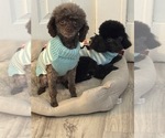 Small Photo #1 Poodle (Toy) Puppy For Sale in ROCHESTER, NY, USA