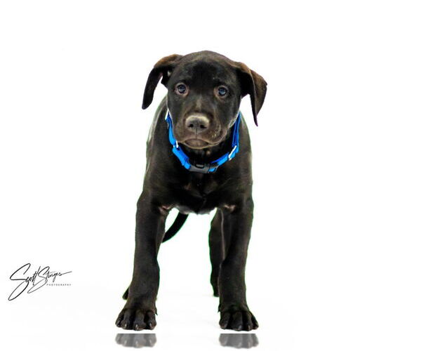 Medium Photo #5 Labrador Retriever-Unknown Mix Puppy For Sale in Brooklyn Center, MN, USA