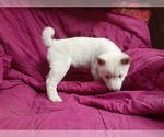 Small Photo #3 Shiba Inu Puppy For Sale in CAMERON, MO, USA