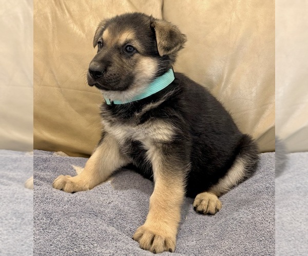 Medium Photo #10 German Shepherd Dog Puppy For Sale in BRIGHTON, CO, USA