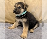 Small #9 German Shepherd Dog