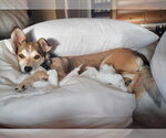 Small #2 Mutt