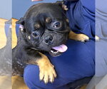 Small #2 Free-Lance Bulldog