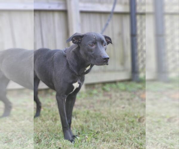 Medium Photo #8 Australian Kelpie Puppy For Sale in Westminster, MD, USA