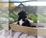 Puppy 3 Bordoodle