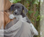 Small #4 Mutt