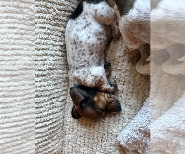 Medium Photo #3 Dachshund Puppy For Sale in FAYETTEVILLE, AR, USA
