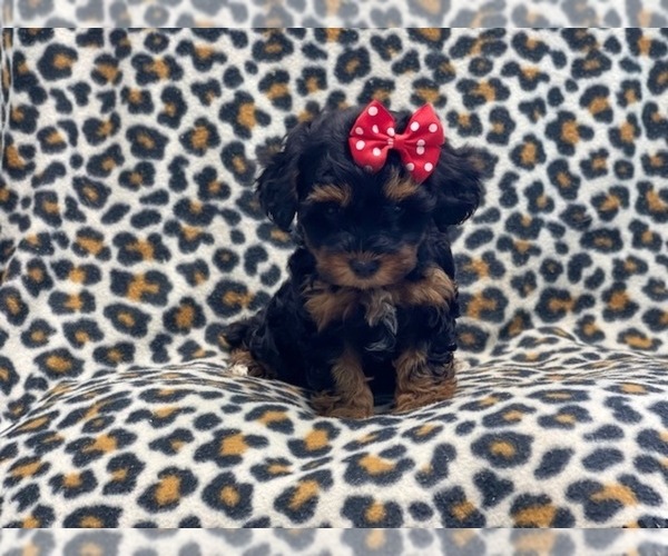 Full screen Photo #2 YorkiePoo Puppy For Sale in LAKELAND, FL, USA