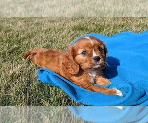 Cavalier King Charles Spaniel Puppy for sale in FREDERICKSBURG, OH, USA