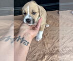 Small #1 American Pit Bull Terrier-Black Mouth Cur Mix