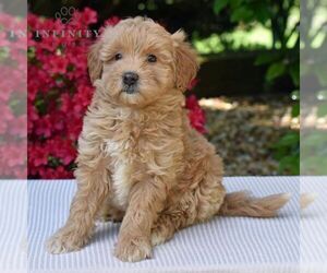 Goldendoodle (Miniature) Puppy for sale in SUNBURY, PA, USA
