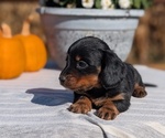 Puppy Kylo Dachshund