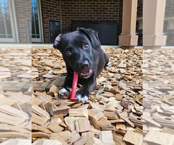 Medium Photo #2 Doxle Puppy For Sale in Aurora, IN, USA