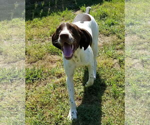 Chevron (Chevy) - Male Pointer Dog for Adoption - Photo #6