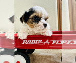 Small #3 Yorkshire Terrier