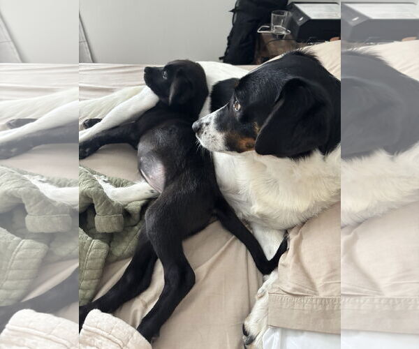 Medium Photo #6 Aussiedor Puppy For Sale in Wheaton, IL, USA