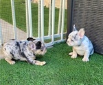 Small #7 French Bulldog