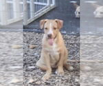 Small Labrador Retriever Mix