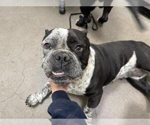 Bulldog-Unknown Mix Dogs for adoption in Berkeley , CA, USA