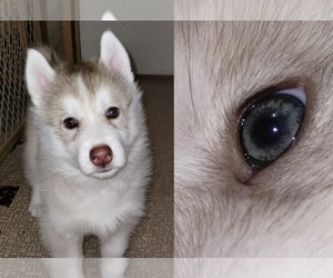 Siberian Husky Puppy for sale in KENNEWICK, WA, USA