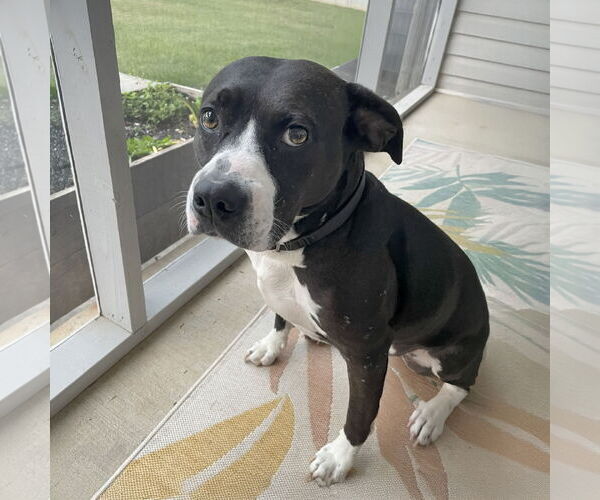 Medium Photo #2 American Pit Bull Terrier-American Staffordshire Terrier Mix Puppy For Sale in Caribou, ME, USA