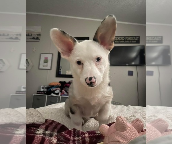 Medium Photo #1 Welsh Cardigan Corgi Puppy For Sale in RICHMOND, TX, USA