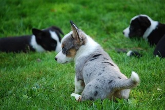 Cardigan Welsh Corgi Puppy for sale in TROUT RUN, PA, USA
