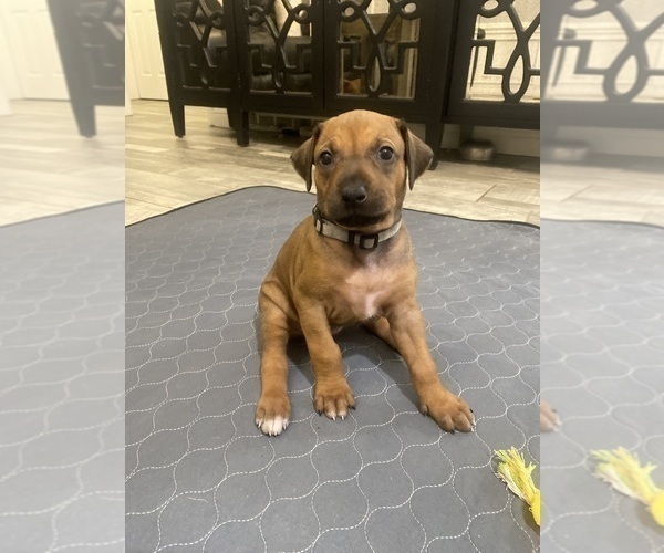 Medium Photo #2 Rhodesian Ridgeback Puppy For Sale in KELLER, TX, USA