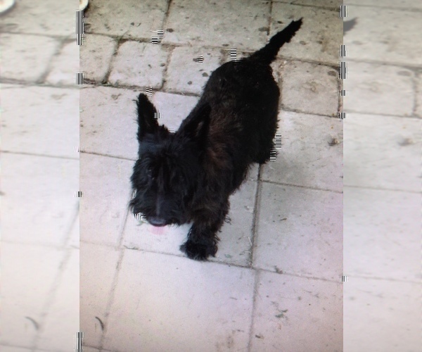 Medium Photo #1 Scottish Terrier Puppy For Sale in SHALLOTTE, NC, USA
