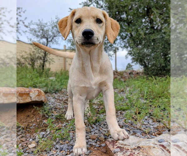 Medium Photo #15 Golden Retriever-Unknown Mix Puppy For Sale in Vail, AZ, USA