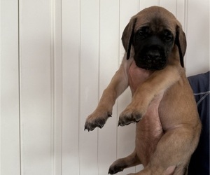 Medium Mastiff