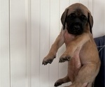 Puppy Chunkers Mastiff