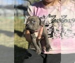 Small Photo #25 American Bully Puppy For Sale in LOVELAND, CO, USA