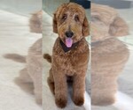 Small #3 Goldendoodle