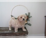 Puppy Dallin Maltipoo (Miniature)