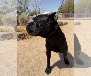 Jilly - Female Mutt Dog for Adoption - Photo #2