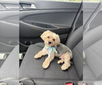 Small #1 Mutt