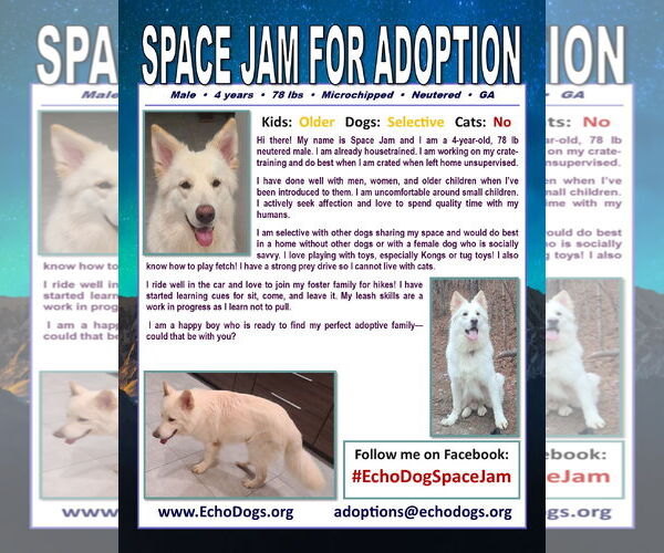 Medium Photo #3 - Mix Puppy For Sale in Hoffman Estates, IL, USA