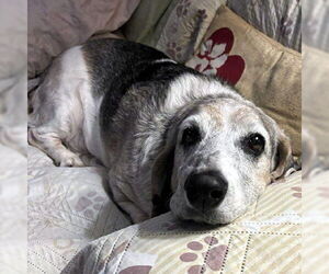 PETUNIA - Female Basset Hound Dog for Adoption - Photo #2