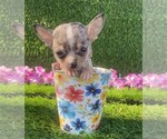 Small #18 Chihuahua