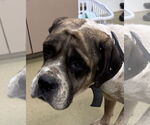 Small Mastiff